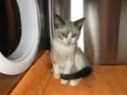 Adopt Lucerne a Snowshoe / Mixed cat in Sherwood, OR (39188324)
