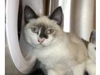 Adopt Montreux a Snowshoe / Mixed cat in Sherwood, OR (39188323)
