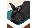 Adopt Clayton a American / Mixed rabbit in Novato, CA (39151926)