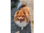Adopt Canelo a Tan/Yellow/Fawn Pomeranian / Mixed dog in Plain City