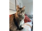 Adopt Freya a Brown Tabby Domestic Longhair / Mixed (long coat) cat in Round