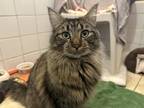 Adopt Mouse *bonded To Mickey* a Domestic Longhair / Mixed cat in Nelson