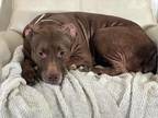 Adopt Gemma a Brown/Chocolate American Pit Bull Terrier / Mixed dog in Blair