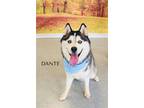 Adopt Dante a Black - with White Husky / Mixed dog in Ripley, WV (39188195)