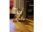 Adopt Meesh a Orange or Red Tabby Tabby / Mixed (short coat) cat in North