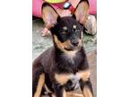 Adopt Liza a Tricolor (Tan/Brown & Black & White) Shepherd (Unknown Type) /