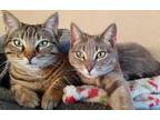 Adopt Opal & Cheshire a Gray, Blue or Silver Tabby American Shorthair / Mixed