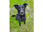 Adopt DELTA a Black Labrador Retriever / Mixed dog in Fairbanks, AK (39187967)