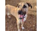 Adopt Ghostface a Tan/Yellow/Fawn Mastiff / German Shepherd Dog / Mixed dog in