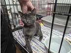 Adopt Huggles a Gray or Blue American Shorthair (short coat) cat in Reeds