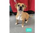 Adopt Millie a Boxer / American Pit Bull Terrier / Mixed dog in Richmond