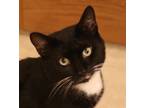 Adopt Tux a Domestic Shorthair / Mixed (short coat) cat in EFFINGHAM