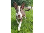 Adopt Mocha a Australian Cattle Dog / English Shepherd / Mixed dog in Decatur