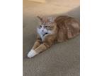 Adopt chunk a Orange or Red Domestic Longhair / Mixed (long coat) cat in