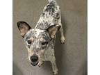 Adopt Muffin a Australian Cattle Dog / Mixed dog in Des Moines, IA (39187899)