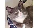 Adopt Mario a Gray or Blue Domestic Shorthair / Mixed cat in Meridian