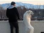 Adopt Luna a White Great Pyrenees / Mixed dog in Provo, UT (39187847)