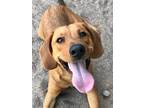 Adopt River a Red/Golden/Orange/Chestnut Hound (Unknown Type) / Dachshund /