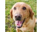 Adopt Josie a Labrador Retriever / Mixed dog in Des Moines, IA (39187915)