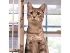 Adopt Ohio a Domestic Shorthair / Mixed cat in Des Moines, IA (39153364)