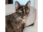 Adopt Paprika a Domestic Shorthair / Mixed cat in Des Moines, IA (39187908)