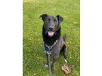 Adopt Quinn a Labrador Retriever / Australian Cattle Dog / Mixed dog in