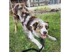 Adopt Pebbles a Australian Shepherd / Mixed dog in Penticton, BC (39187862)