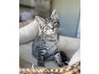 Adopt Del Monte a Domestic Shorthair / Mixed cat in Salmon Arm, BC (39166163)