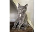 Adopt Hades a Domestic Shorthair / Mixed cat in Salmon Arm, BC (39171618)