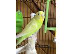 Adopt Franklin a Yellow Budgie bird in Andover, CT (39187860)