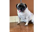 Adopt Marty a Pug / Mixed dog in Monterey, CA (39185238)