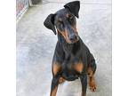 Adopt Noodle a Black Doberman Pinscher / Mixed dog in Columbus, NC (39187833)