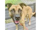 Adopt Sunny a Brown/Chocolate Black Mouth Cur / Mixed dog in Sarasota