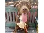 Adopt Hunter a Brown/Chocolate Pointer / Mixed Breed (Medium) / Mixed dog in