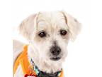 Adopt Petey 11038 a White - with Tan, Yellow or Fawn Lhasa Apso / Mixed dog in