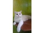 Adopt Kono a Cream or Ivory Persian / Mixed (long coat) cat in Manchester