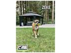 Adopt Zeke a Tan/Yellow/Fawn Boxer / Mixed dog in Woodinville, WA (39187704)