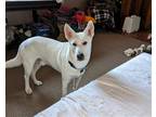 Adopt Ido a White German Shepherd Dog / Mixed dog in Hoffman Estates