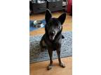 Adopt Emma a Black - with Tan, Yellow or Fawn Belgian Shepherd / German Shepherd