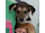 Adopt Darla a Black Shepherd (Unknown Type) / Foxhound / Mixed dog in Helotes