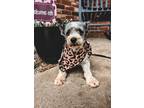 Adopt Gia a Gray/Silver/Salt & Pepper - with White Schnauzer (Standard) dog in