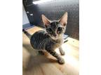 Adopt Basil a Brown Tabby Domestic Shorthair / Mixed cat in Anoka, MN (39183809)