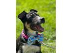 Adopt Ares a Australian Cattle Dog / Mixed dog in Victoria, BC (39187744)