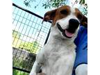 Adopt Louise G. a Tricolor (Tan/Brown & Black & White) Border Collie / Beagle /