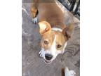 Adopt Thelma G. a White - with Tan, Yellow or Fawn Border Collie / Mixed dog in