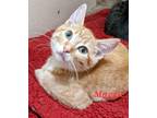 Adopt Maggie a Orange or Red Tabby Domestic Shorthair (short coat) cat in