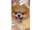 Adopt PALMIERE a Red/Golden/Orange/Chestnut Pomeranian / Mixed dog in Irvine