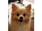 Adopt Chubbs and Dalia a Red/Golden/Orange/Chestnut - with White Pomeranian /