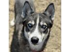 Adopt Mitzka a Black Husky / Mixed dog in Novelty, OH (39187734)