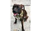 Adopt Harry a Brindle American Pit Bull Terrier / Mixed dog in Clearwater